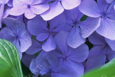 紫蓝色的花图片