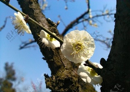 白色桃花非高清图片