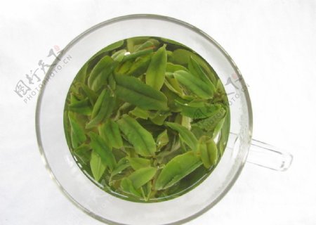 六安瓜片茶叶绿茶图片