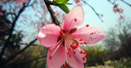 桃花图片