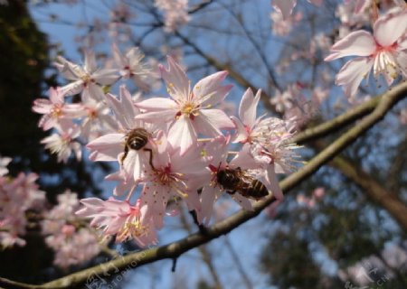 樱花与蜜蜂图片