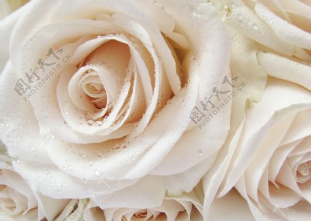 淡粉玫瑰鲜艳花束爱情象征图片