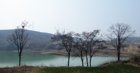 湖边老树图片