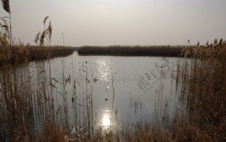 芦苇荡夕照北方最大湿地景观图片