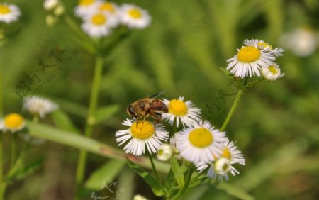花儿和蜜蜂图片