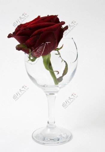 酒杯中的玫瑰花图片