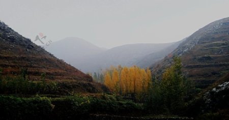 山坳里的秋林图片