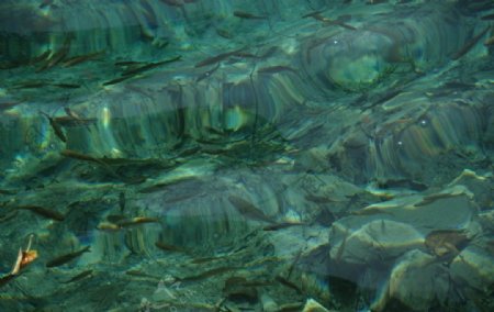 九寨沟熊猫海水下的鱼图片