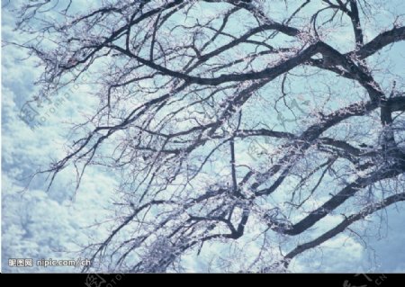冰雪树木图片