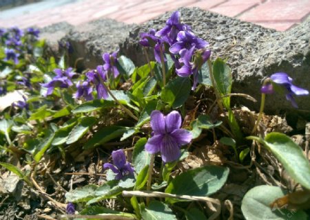 紫花地丁图片