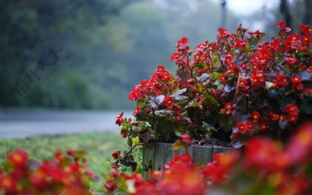 秋海棠花图片
