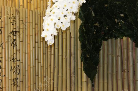 竹排与白花卉图片