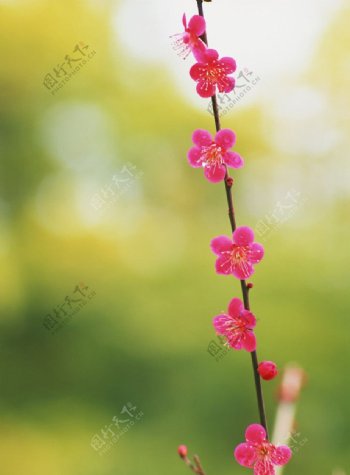 一枝粉红色梅花图片