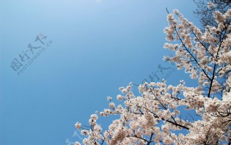 春日樱花图片