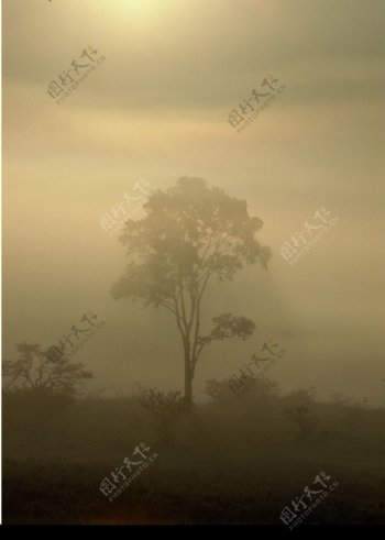 云雾树木图片