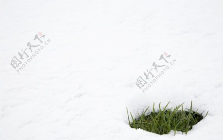 雪地草坪图片