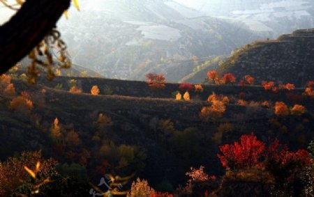 黄土高坡的秋色图片