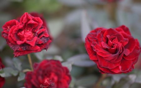 冬日的玫瑰图片