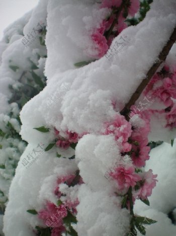 白雪下的春桃图片