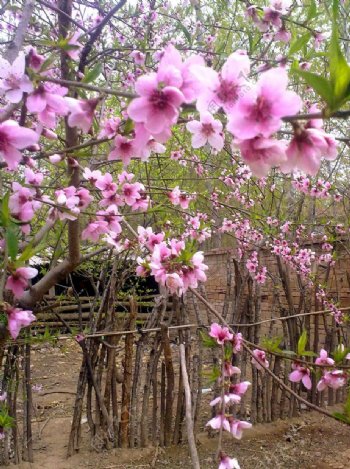 桃花图片