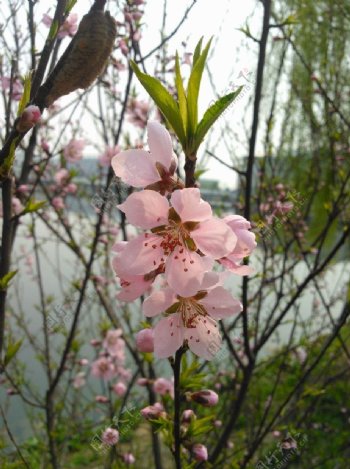 河边春日桃花图片