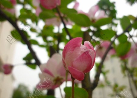 海棠花骨图片