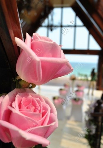 粉色鲜花玫瑰图片