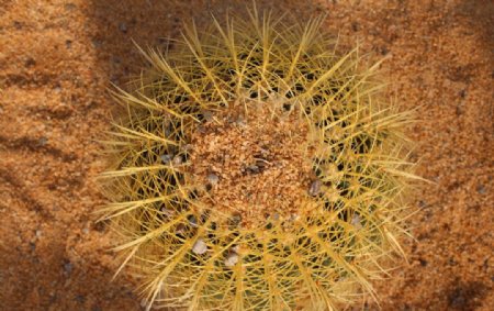 狂刺金琥沙漠植物图片