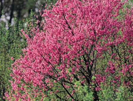 春暖花开图片