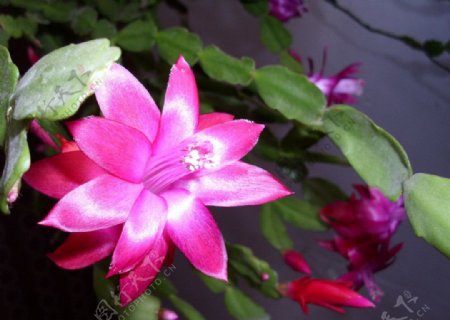 蟹爪兰花朵粉红色图片