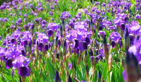 紫罗兰色花图片
