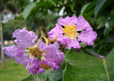 紫葳花图片