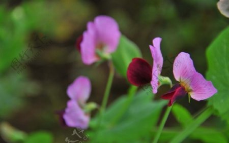 紫花绿叶图片