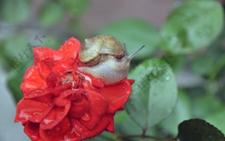 鲜花与蜗牛图片