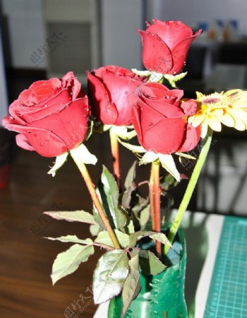 玫瑰花朵图片