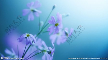 紫色雏菊图片
