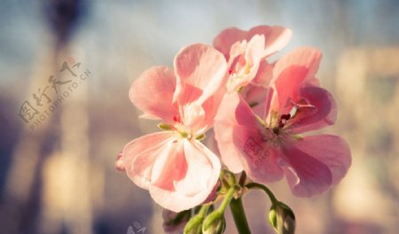 高清粉红兰花盛开图片
