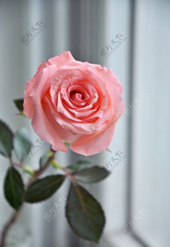 粉色蔷薇花图片