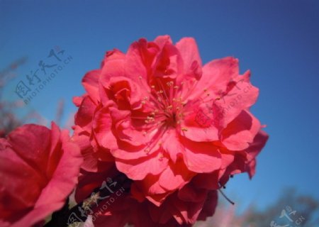 大红桃花图片