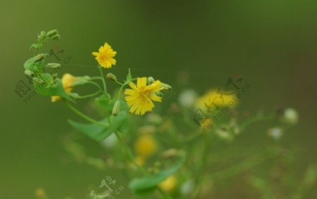 黄色的野花图片