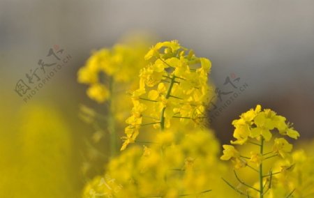 黄黄的油菜花图片