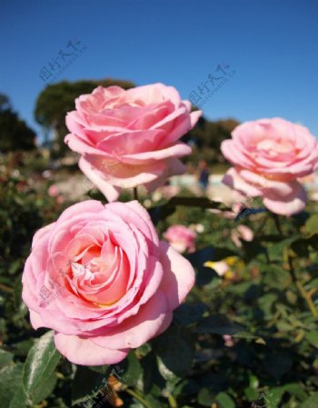 粉红玫蔷薇图片
