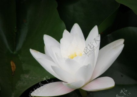 白色荷花莲花图片