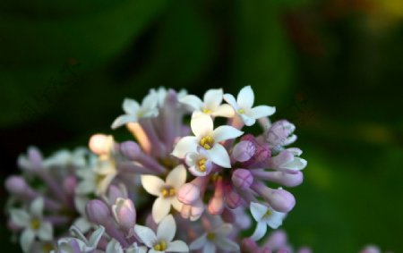 丁香花图片