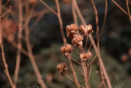 干枯的花草图片