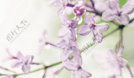 紫色小花图片
