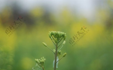 油菜花图片