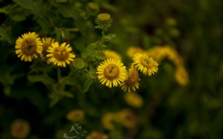 黄色小野菊图片