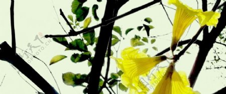 翠叶黄花图片