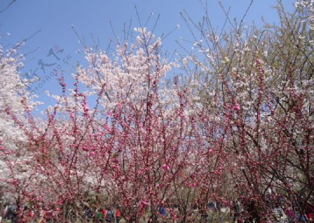 樱花全景图片